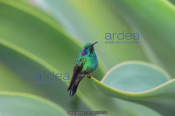 : The Green Violet-ear Hummingbird Colibri thalassinus i : The Green Violet-ear Hummingbird Colibri thalassinus i