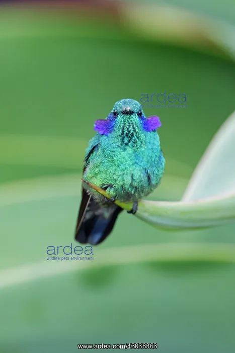 : The Green Violet-ear Hummingbird Colibri thalassinus i : The Green Violet-ear Hummingbird Colibri thalassinus i