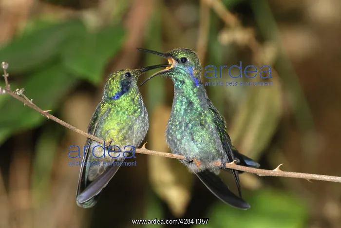  : Green Violet-ear Hummingbird - feeds juvenile