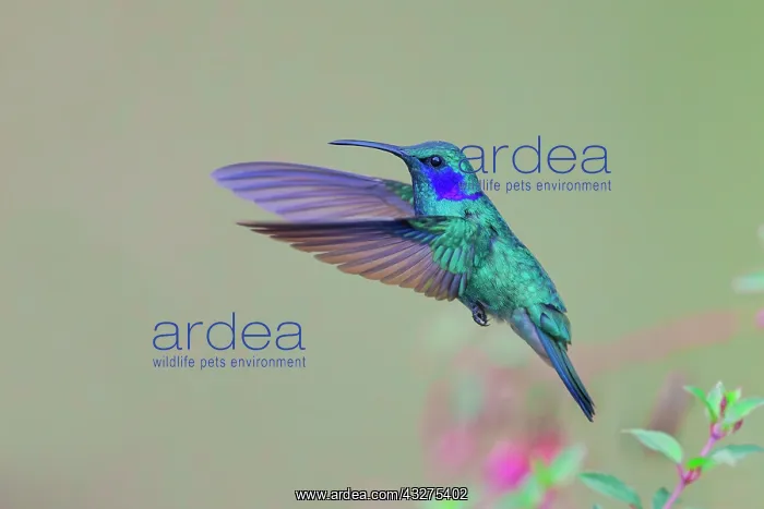 : Green Violet Ear Hummingbird - male in flight Colibri thalas : Green Violet Ear Hummingbird - male in flight Colibri thalas