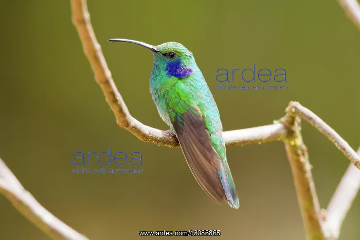 : Green Violetear : Green Violetear