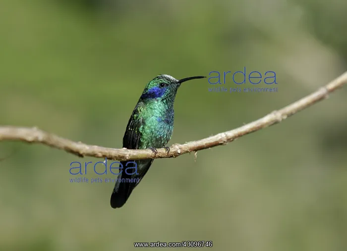: Green Violetear : Green Violetear