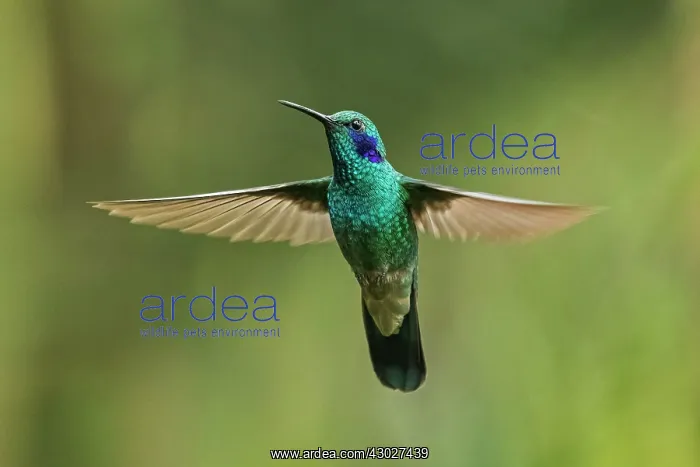 : Green Violetear, flying, Chicaque Natural Park, Colombia : Green Violetear, flying, Chicaque Natural Park, Colombia