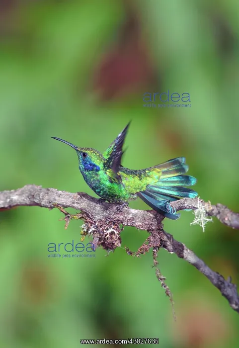 : Green Violetear Hummingbird : Green Violetear Hummingbird