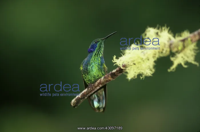 : Green Violetear Hummingbird : Green Violetear Hummingbird