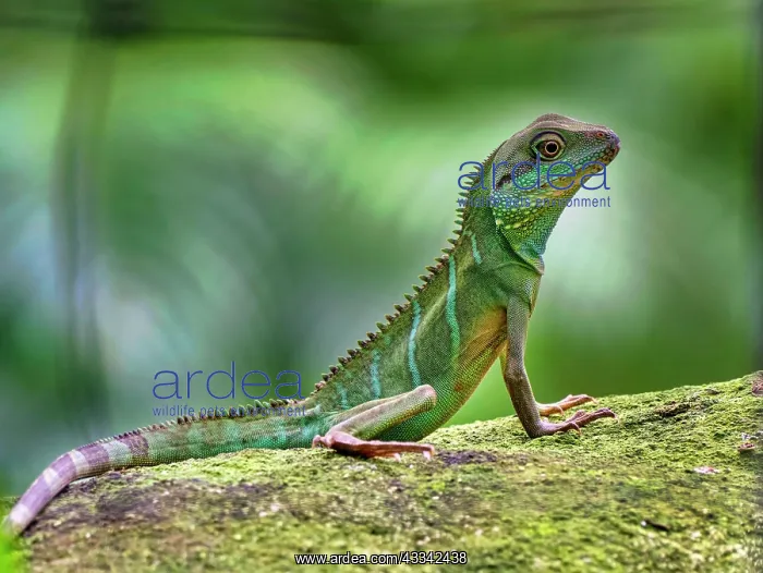  : Green water dragon (Physignathus cocincinus), captive