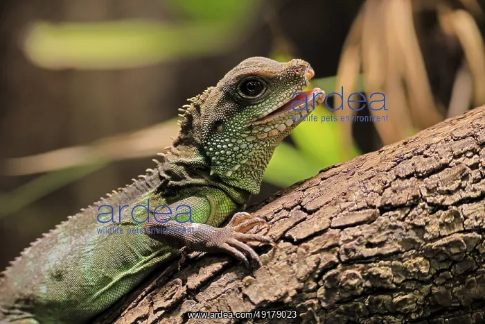 : Green water dragon (Physignathus cocincinus) : Green water dragon (Physignathus cocincinus)