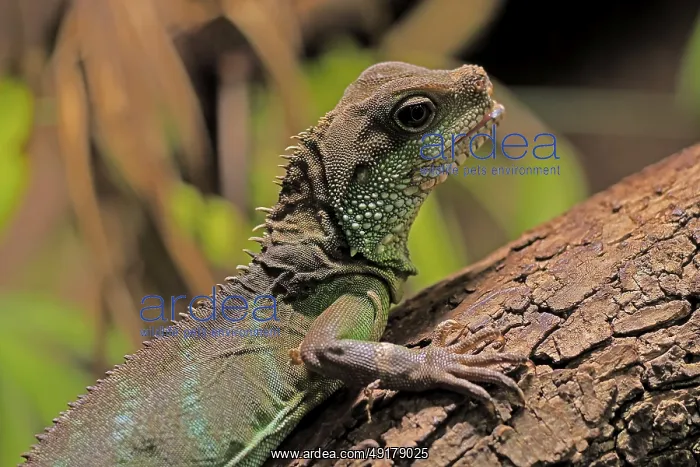 : Green water dragon (Physignathus cocincinus) : Green water dragon (Physignathus cocincinus)