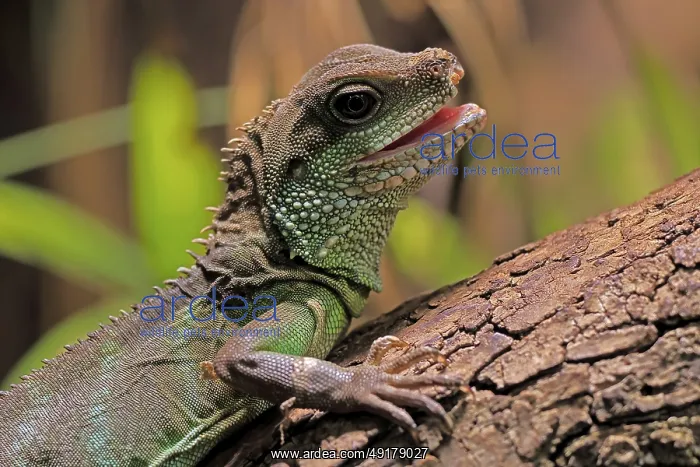 : Green water dragon (Physignathus cocincinus) : Green water dragon (Physignathus cocincinus)
