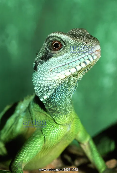 : Green water dragon (Physignathus cocincinus) Portrait : Green water dragon (Physignathus cocincinus) Portrait