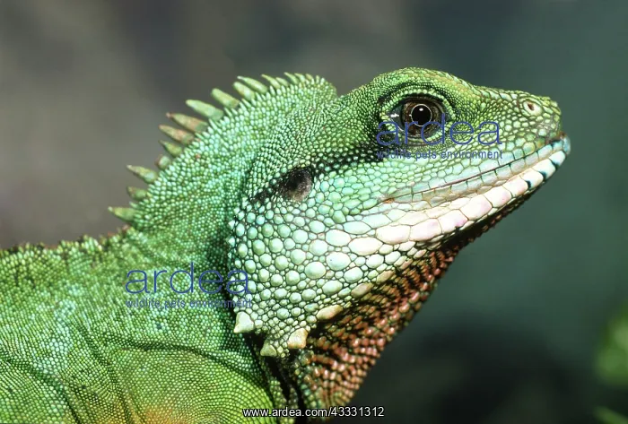  : Green water dragon (Physignathus cocincinus) Portrait