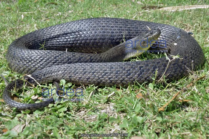 : Green Water Snake : Green Water Snake