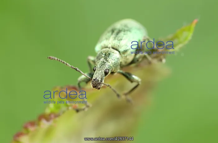 : Green Weevil : Green Weevil