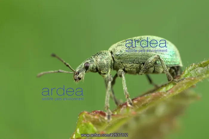 : Green Weevil : Green Weevil