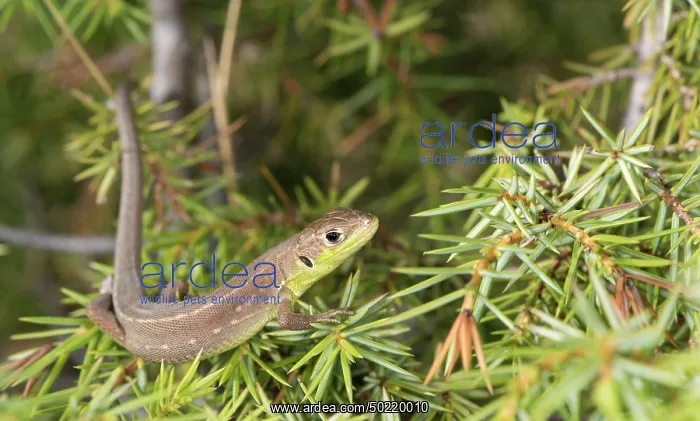 : Green western lizard (Lacerta bilineata) sunning on juniper bush, Piedmont, Italy : Green western lizard (Lacerta bilineata) sunning on juniper bush, Piedmont, Italy