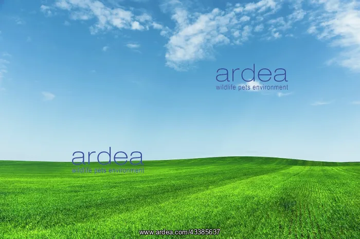 : A green wheat field against a blue sky with clouds : A green wheat field against a blue sky with clouds