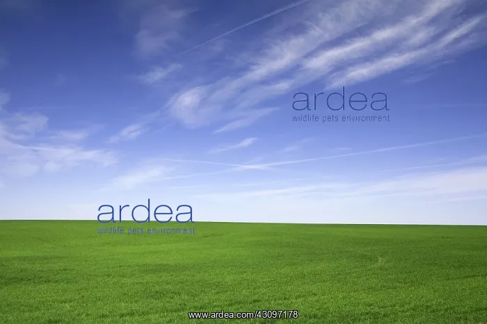 : Green Wheat Fields : Green Wheat Fields