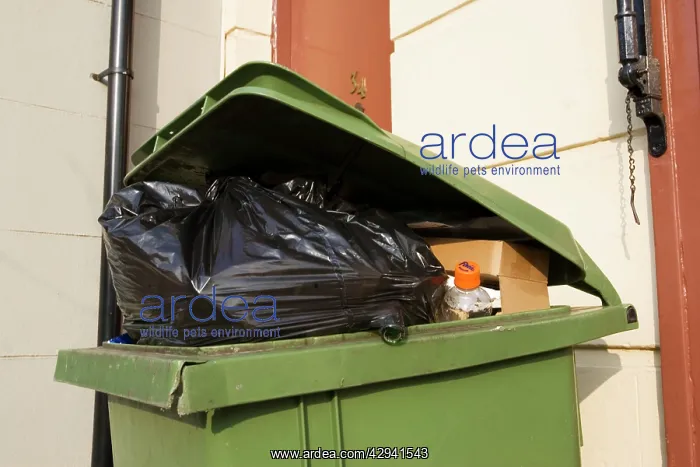 : Green wheely bin stuffed full with rubbish : Green wheely bin stuffed full with rubbish
