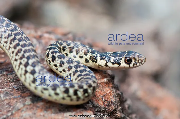  : Green Whip Snake