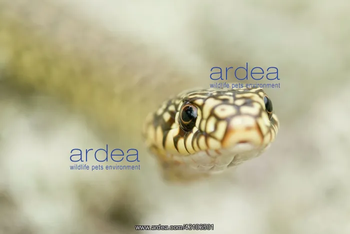 : Green Whip Snake : Green Whip Snake