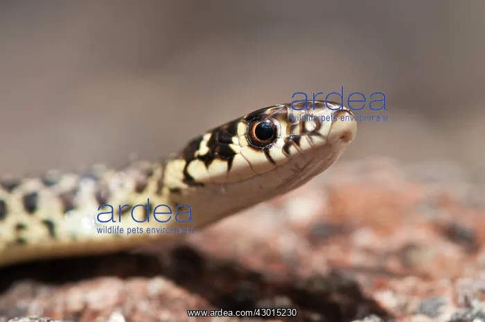  : Green Whip Snake close-up