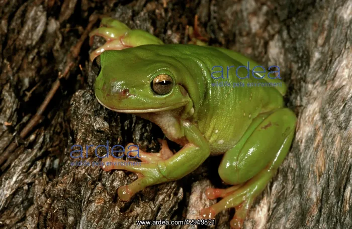 : Green / WhiteIs treefrog : Green / WhiteIs treefrog
