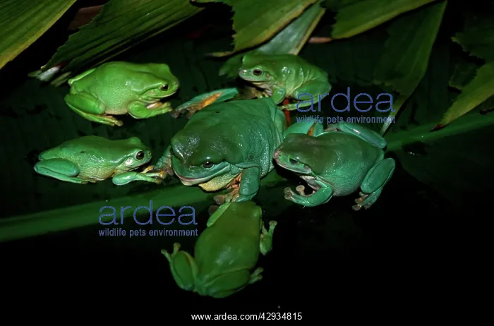 : Green / WhiteIs treefrog - group 'holding a staff : Green / WhiteIs treefrog - group 'holding a staff