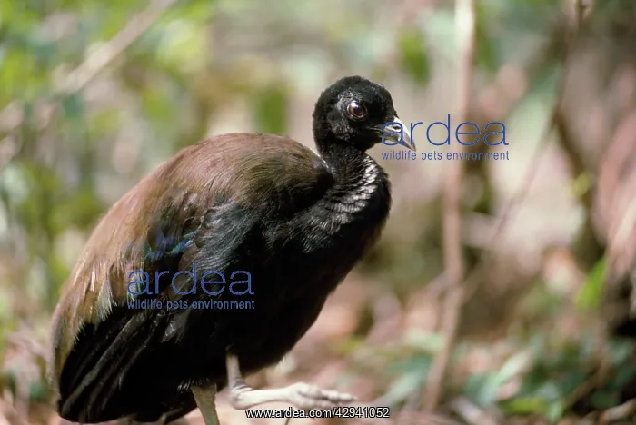 : Green-winged / Dark-winged Trumpeter Bird : Green-winged / Dark-winged Trumpeter Bird