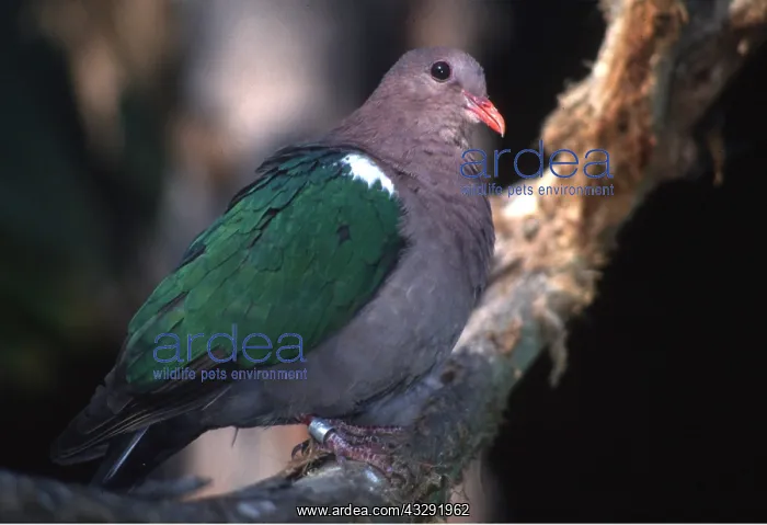 : GREEN WINGED / EMERALD DOVE - perched on branch : GREEN WINGED / EMERALD DOVE - perched on branch