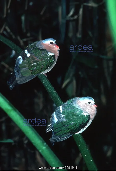 : GREEN WINGED / EMERALD DOVE - x two perched on stem : GREEN WINGED / EMERALD DOVE - x two perched on stem