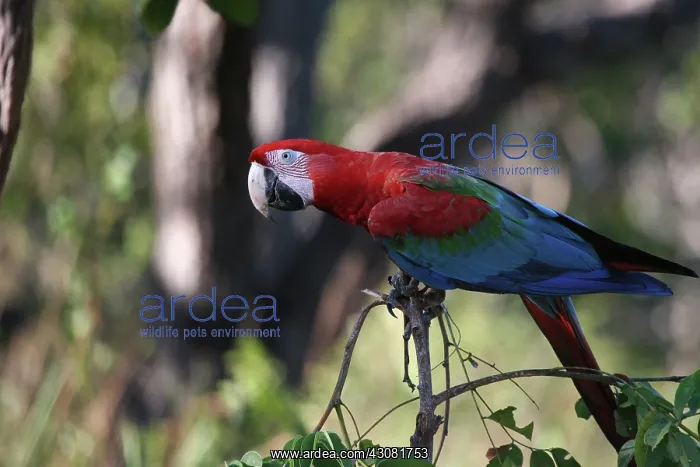 : Green-Winged Macaw : Green-Winged Macaw