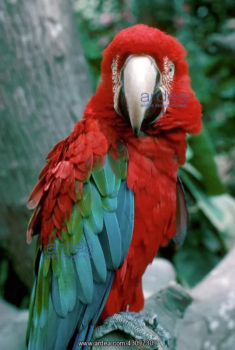 : Green-Winged Macaw : Green-Winged Macaw