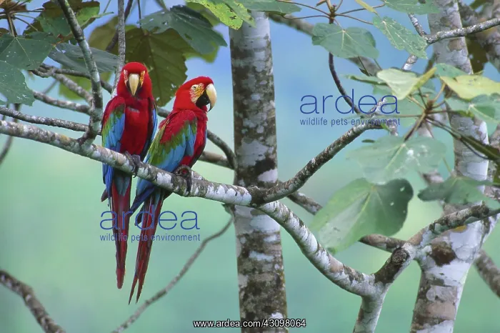 : Green-Winged Macaw : Green-Winged Macaw