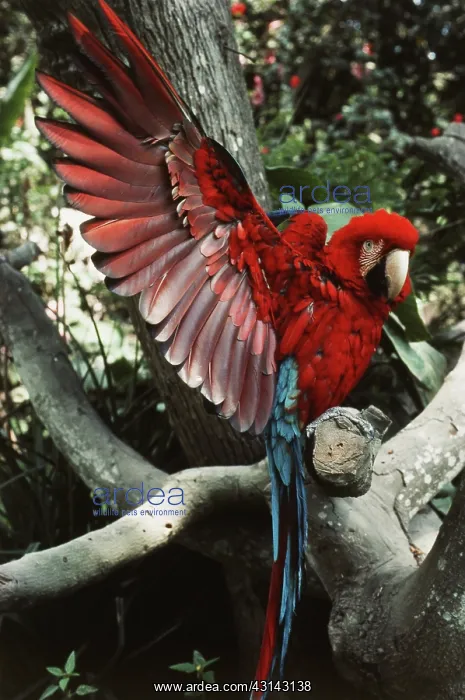 : Green-winged Macaw : Green-winged Macaw