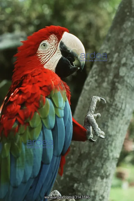 : Green-winged Macaw : Green-winged Macaw