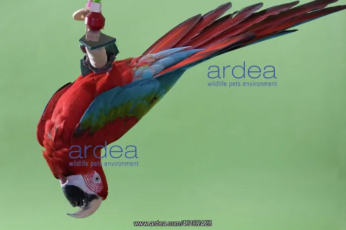 : Green-winged Macaw