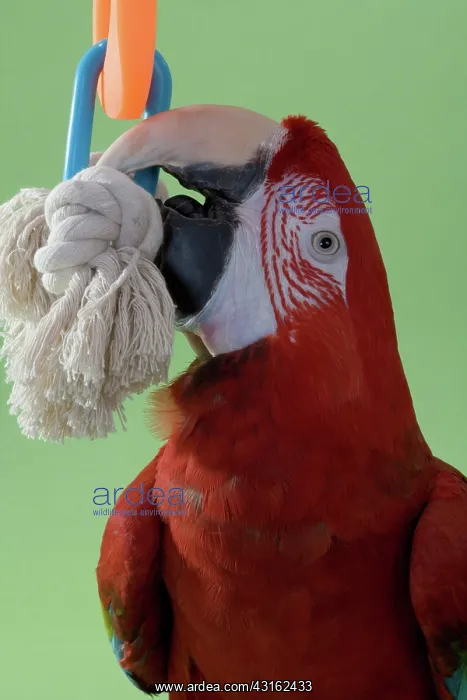 : Green-winged Macaw : Green-winged Macaw