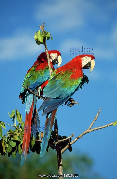 : Green-Winged MACAW - X2 (red and blue colouring) : Green-Winged MACAW - X2 (red and blue colouring)
