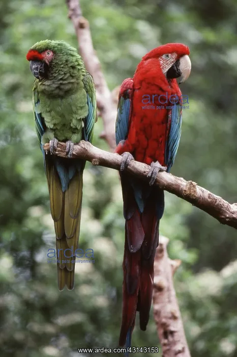 : Green-winged and Military Macaws : Green-winged and Military Macaws