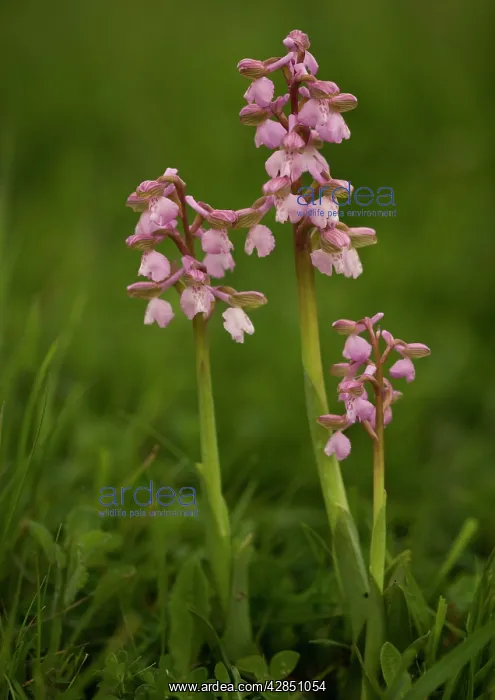 : Green-winged Orchid : Green-winged Orchid