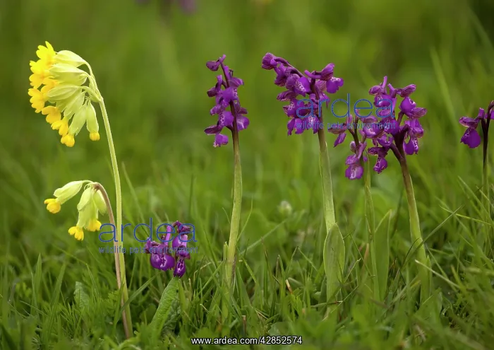  : Green-winged Orchid