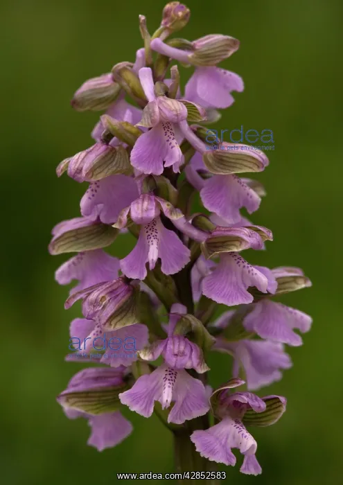 : Green-winged Orchid : Green-winged Orchid