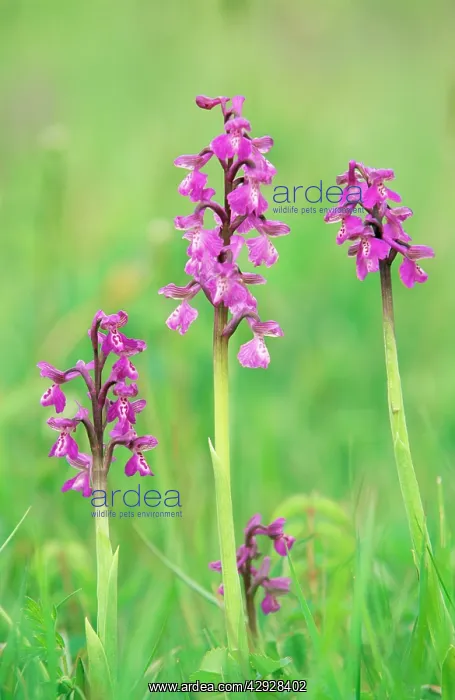 : Green-winged Orchid : Green-winged Orchid