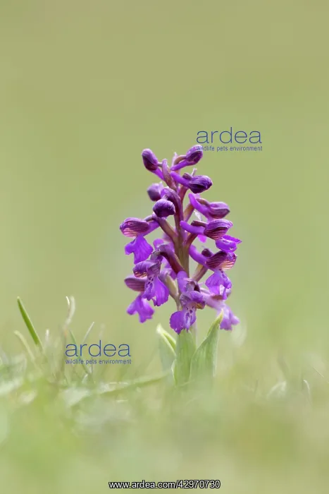 : Green Winged Orchid : Green Winged Orchid