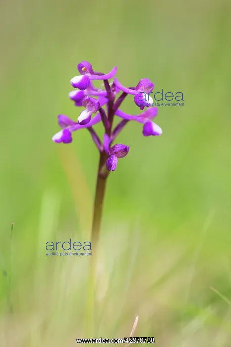 : Green Winged Orchid : Green Winged Orchid