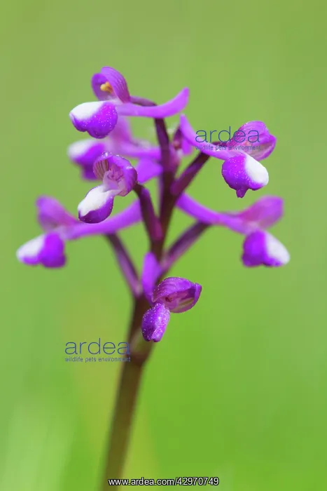 : Green Winged Orchid : Green Winged Orchid
