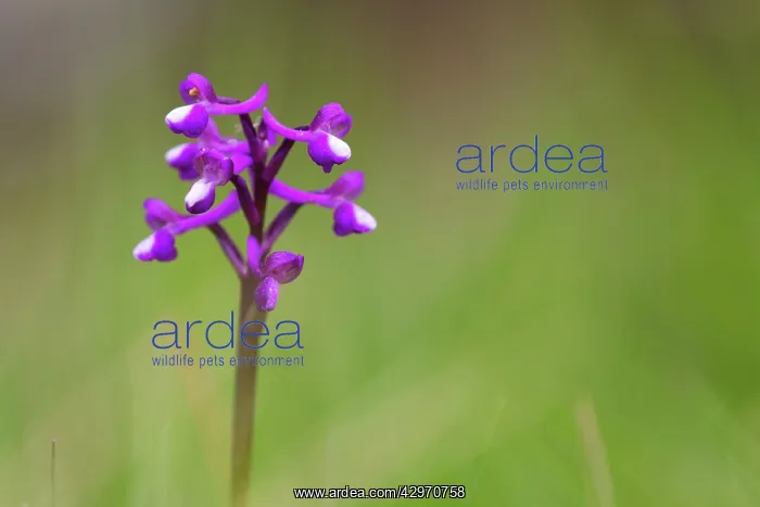 : Green Winged Orchid : Green Winged Orchid