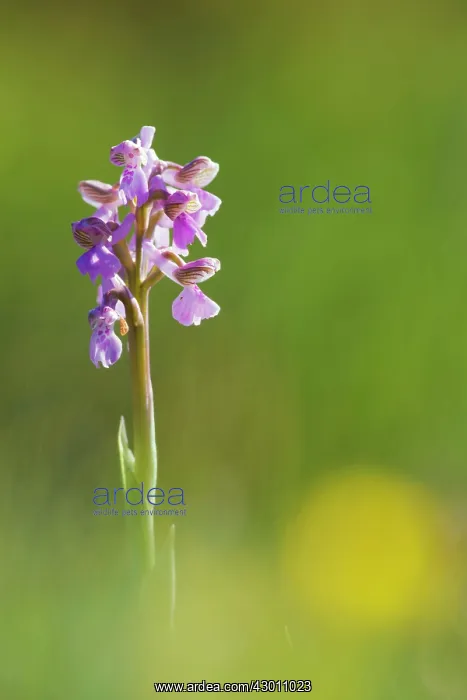 : Green Winged Orchid : Green Winged Orchid