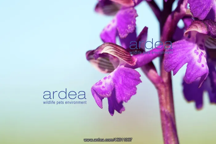 : Green Winged Orchid : Green Winged Orchid
