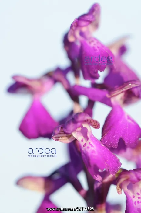 : Green-winged Orchid : Green-winged Orchid